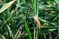 Cannareccione (Acrocephalus arundinaceus)